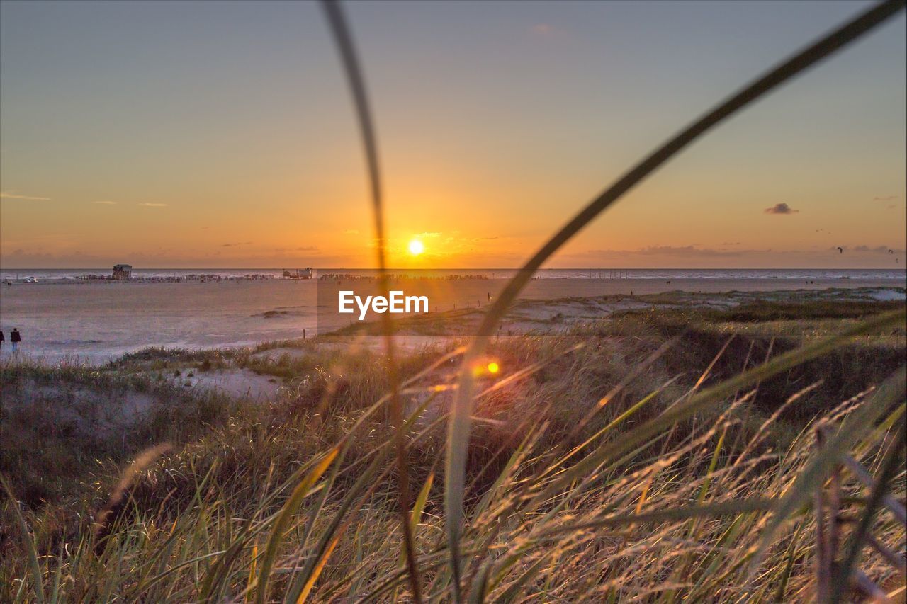 Grass growing by sea against sky during sunset