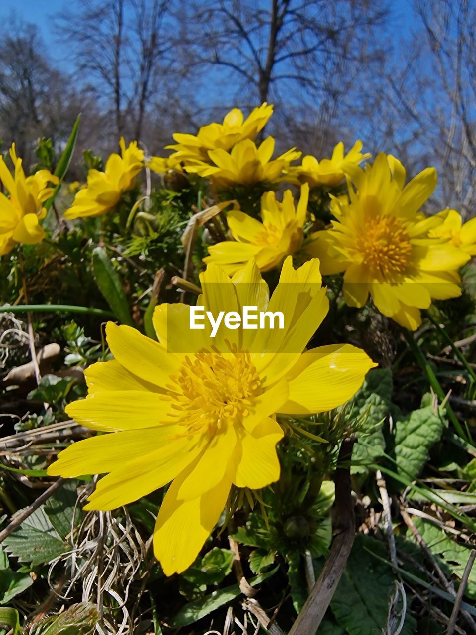 plant, flower, flowering plant, yellow, freshness, beauty in nature, growth, fragility, flower head, nature, petal, inflorescence, close-up, no people, day, outdoors, springtime, botany, wildflower, blossom, focus on foreground, leaf, plant part