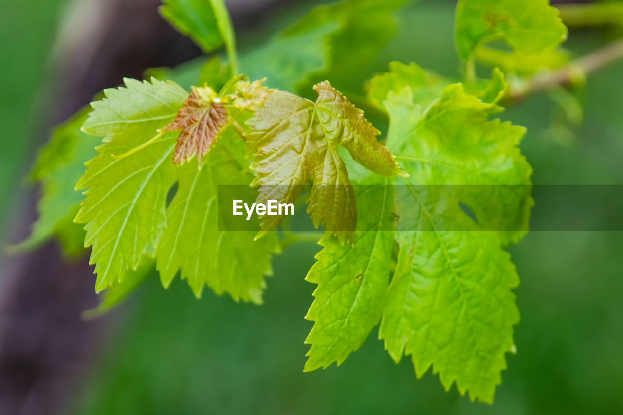 CLOSE-UP OF GREEN PLANT LEAVES