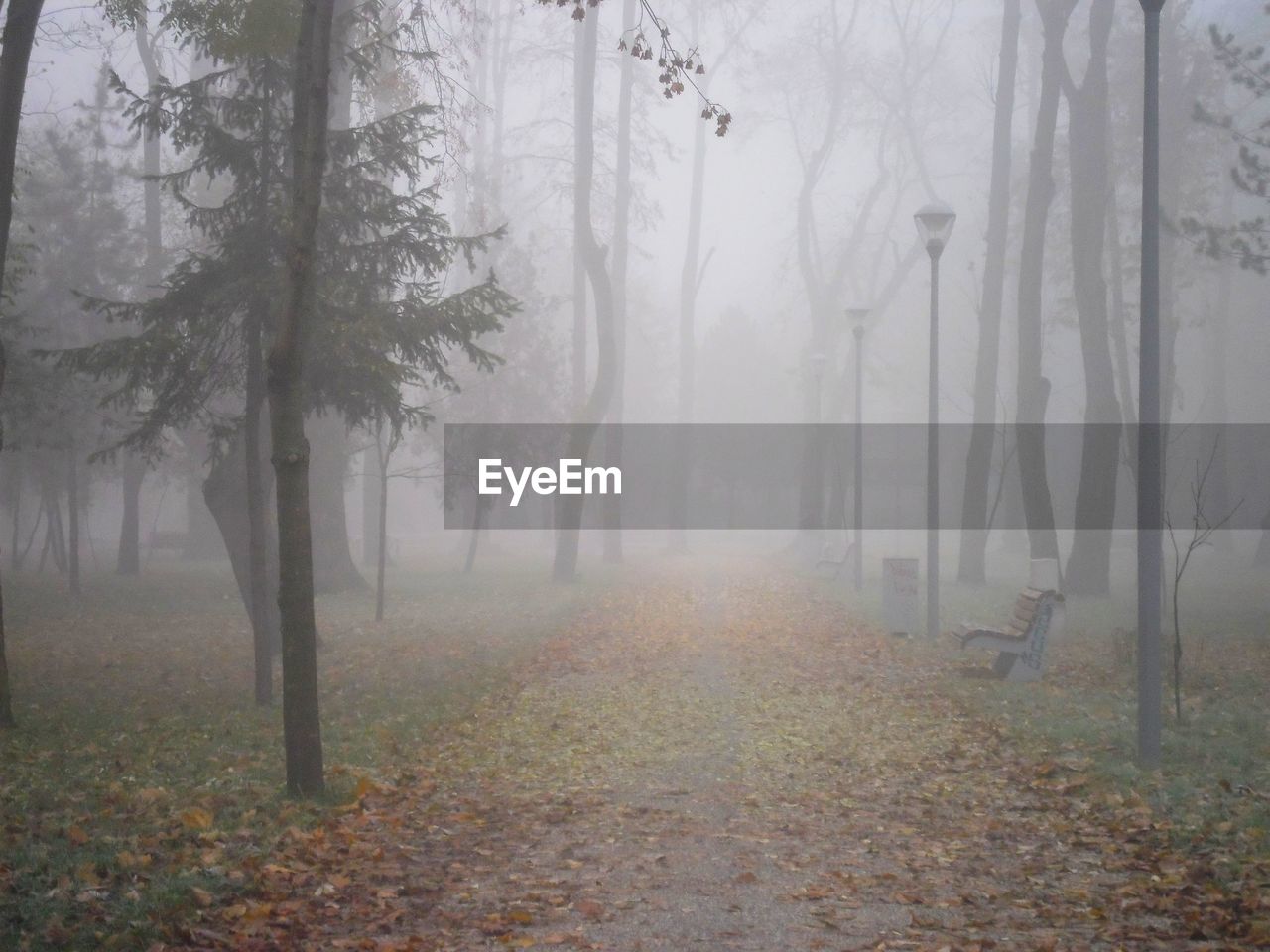 Trees in forest during winter