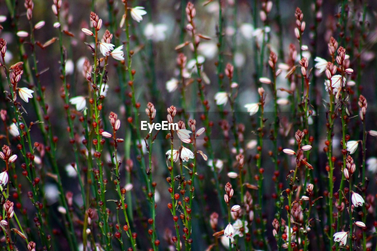 CLOSE-UP OF FLOWERING PLANT