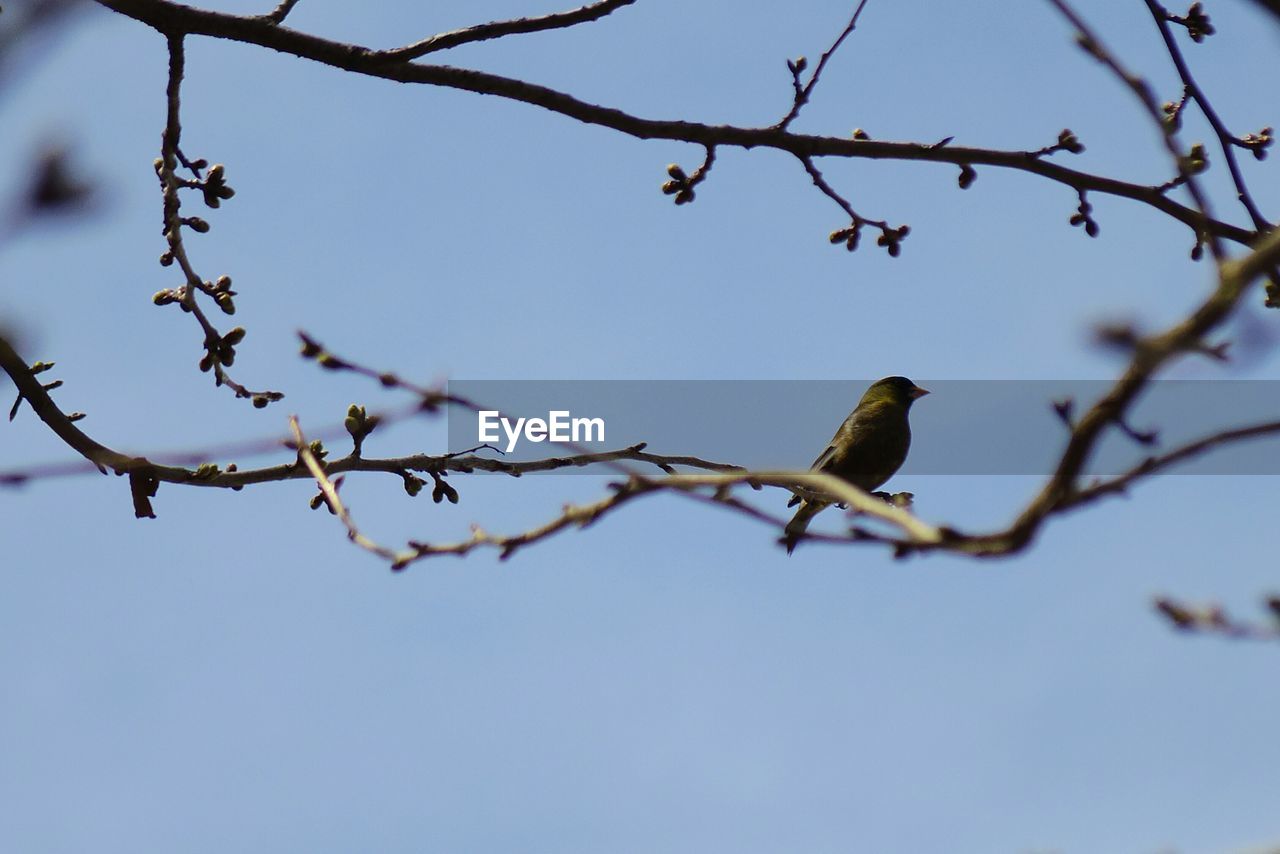 LOW ANGLE VIEW OF BIRD PERCHING ON BRANCH