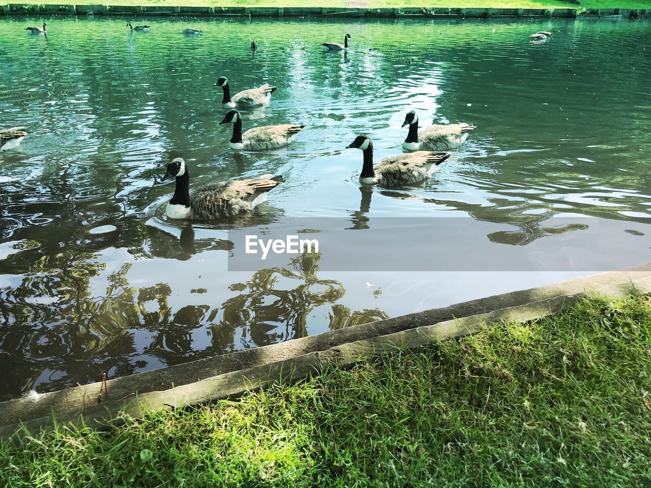 BIRDS SWIMMING IN LAKE