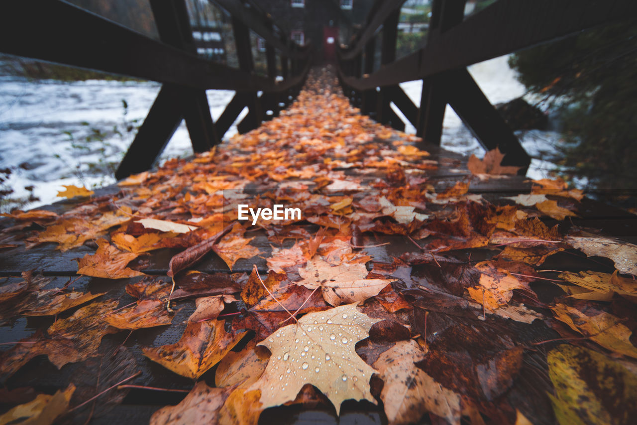 Close-up of maple leaves during autumn