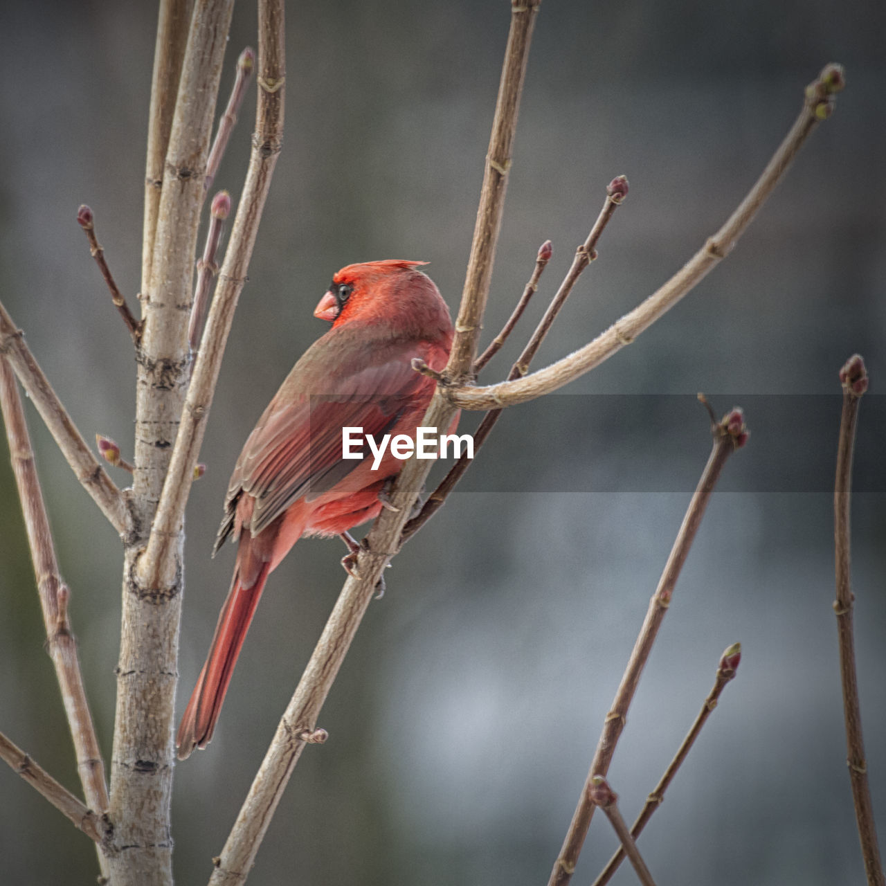 Close-up of red northern cardinal perching on twig