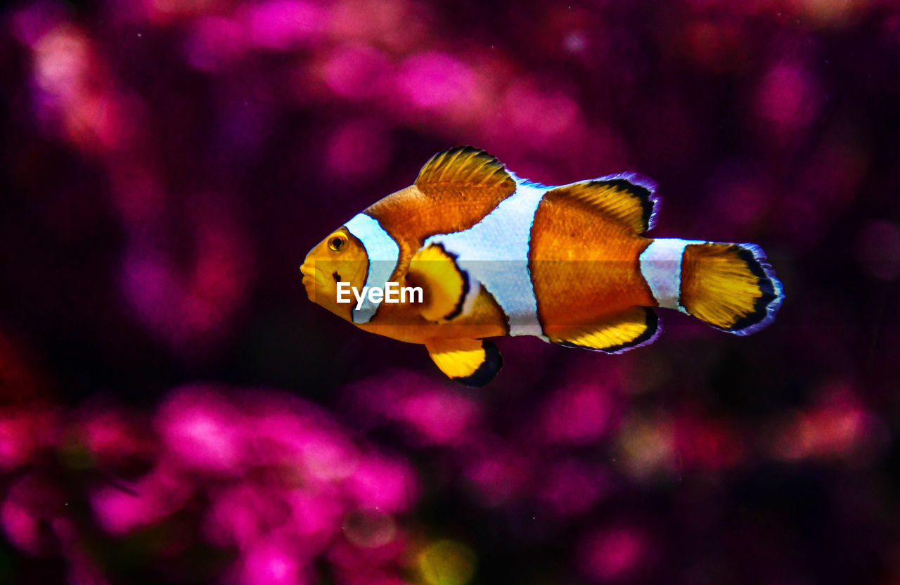 Close-up of clown fish swimming in sea