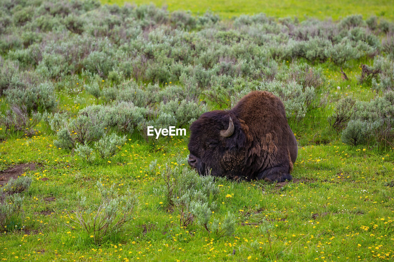 animal themes, animal, animal wildlife, wildlife, mammal, plant, grassland, grass, bison, one animal, nature, meadow, prairie, no people, natural environment, muskox, pasture, green, field, wilderness, land, american bison, day, environment, grazing, outdoors, landscape, cattle, tundra, plain, beauty in nature, flower, grizzly bear, bear