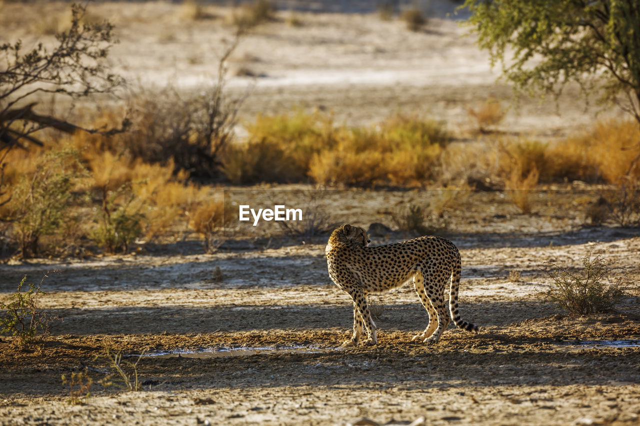 cheetah walking on land