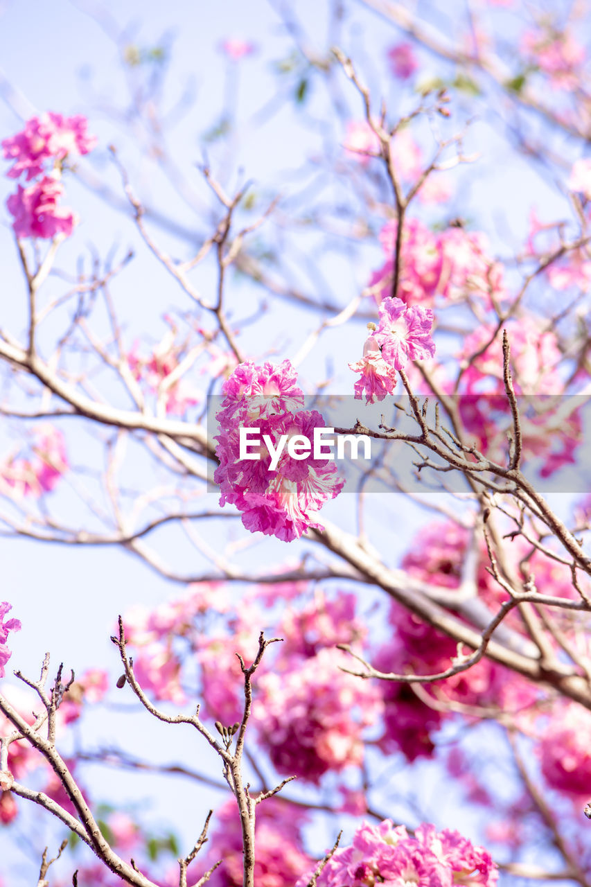 PINK CHERRY BLOSSOMS IN SPRING