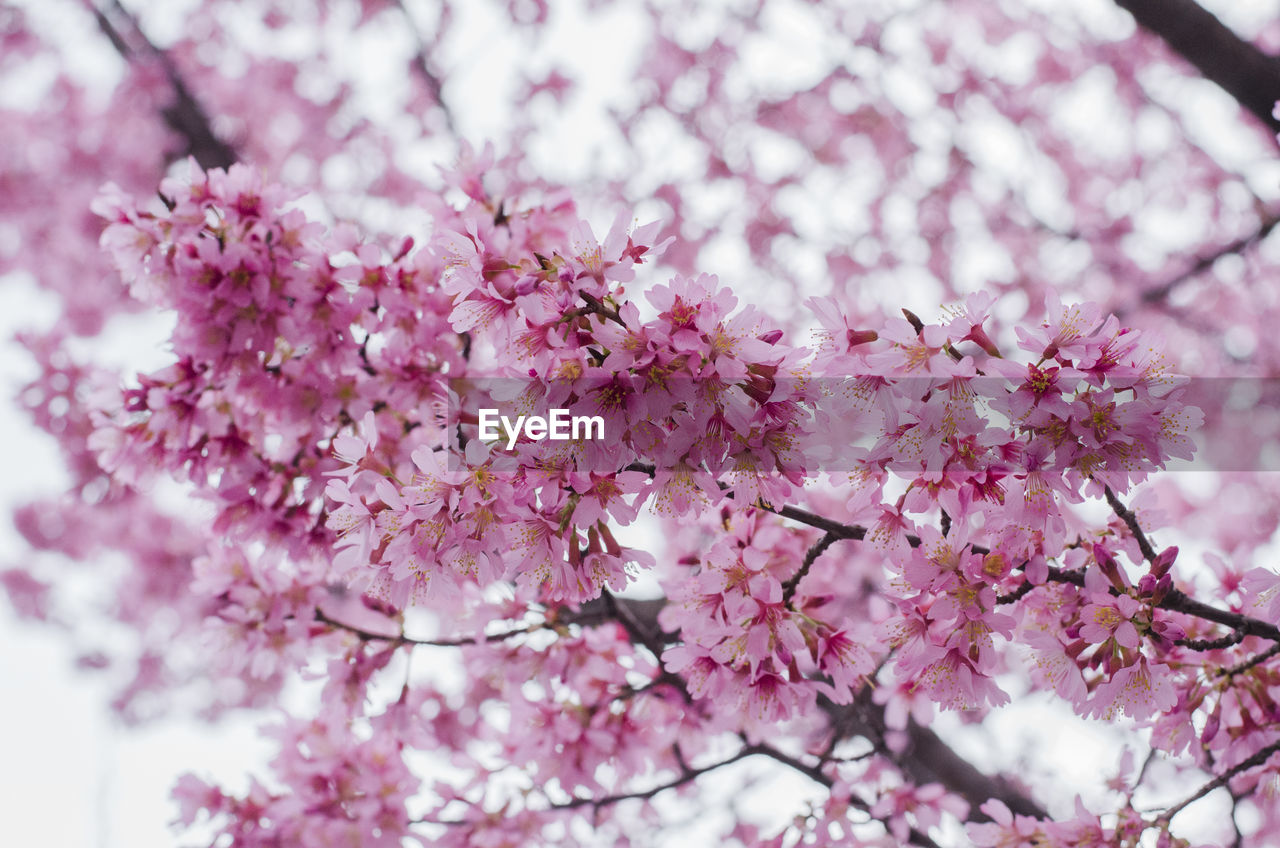 Close-up of pink flowers on tree