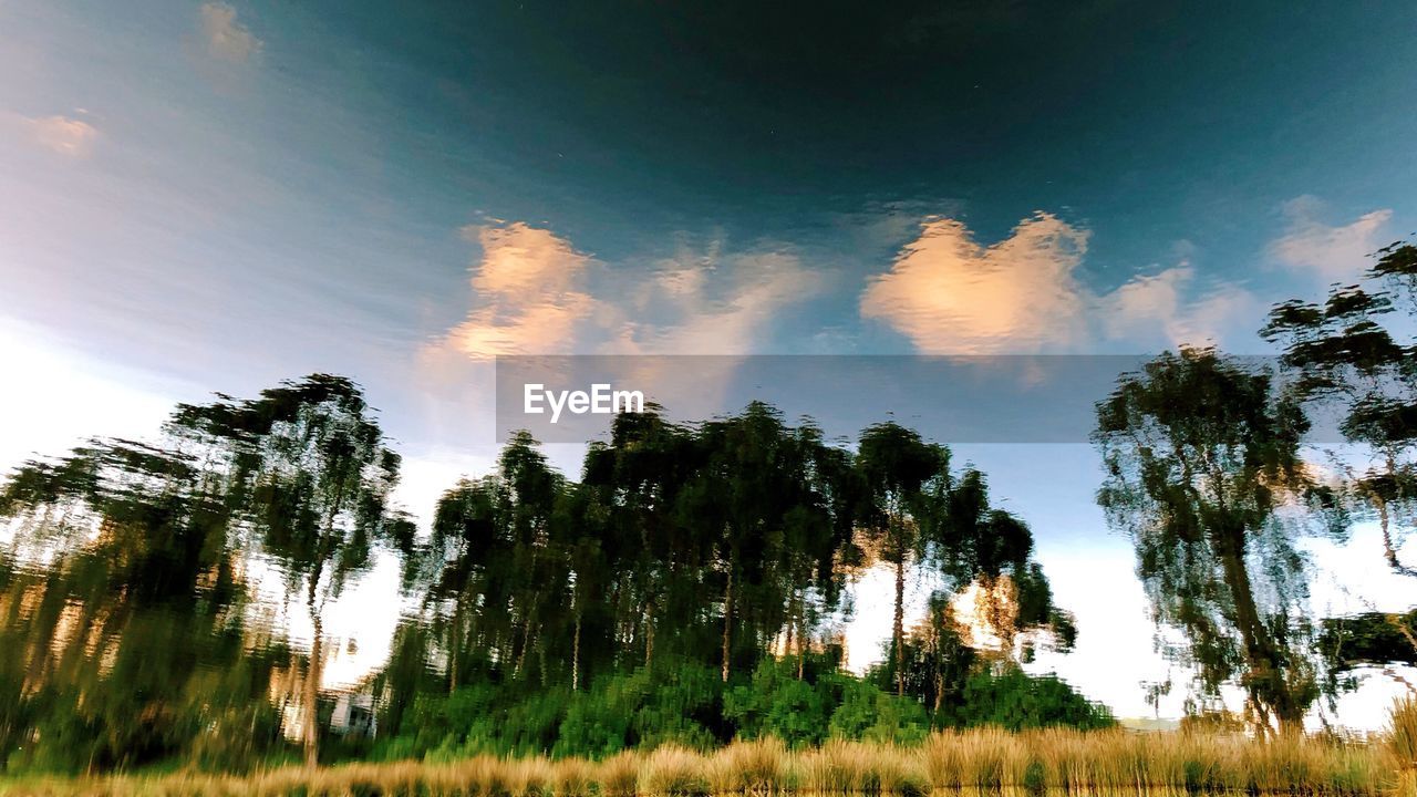 LOW ANGLE VIEW OF TREES AGAINST SKY IN FOREST