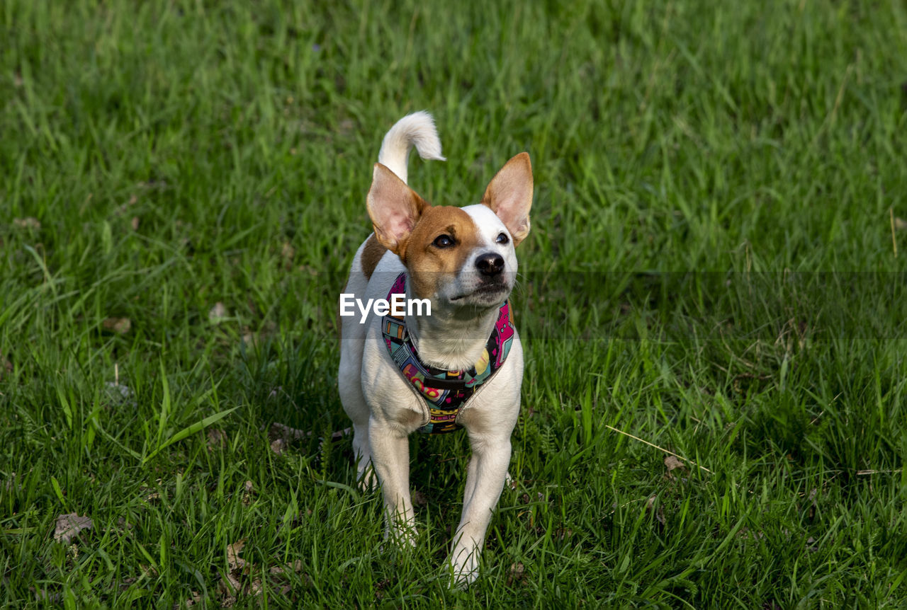 PORTRAIT OF A DOG RUNNING ON GRASS