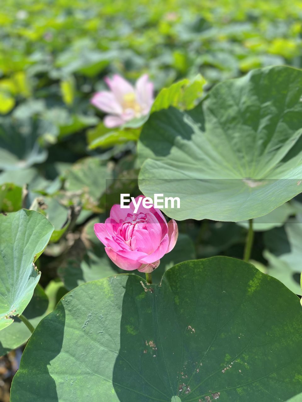 plant, flower, leaf, plant part, flowering plant, freshness, beauty in nature, pink, nature, petal, growth, green, close-up, flower head, inflorescence, fragility, rose, no people, outdoors, day, water, water lily, springtime, botany, bud, sunlight, blossom