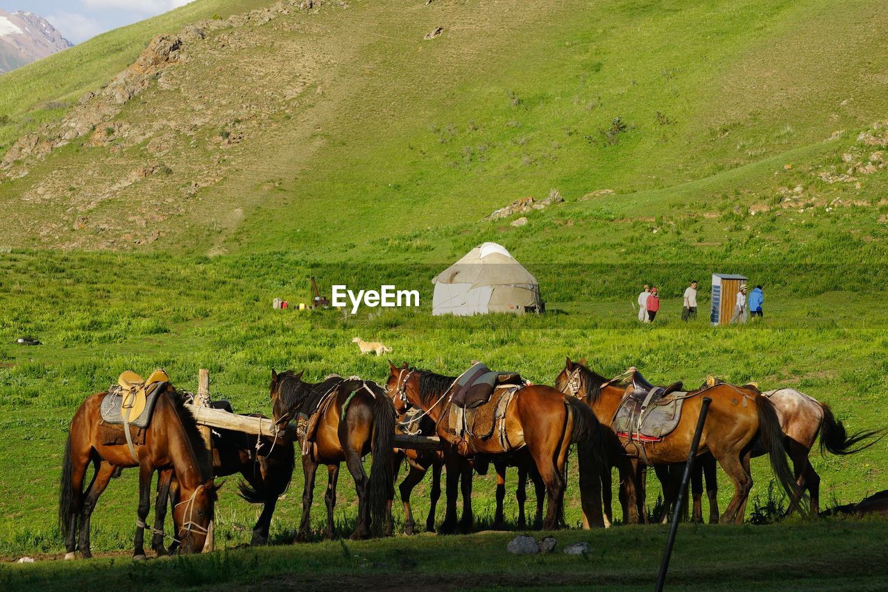 Nomadic culture in kyrgyzstan.