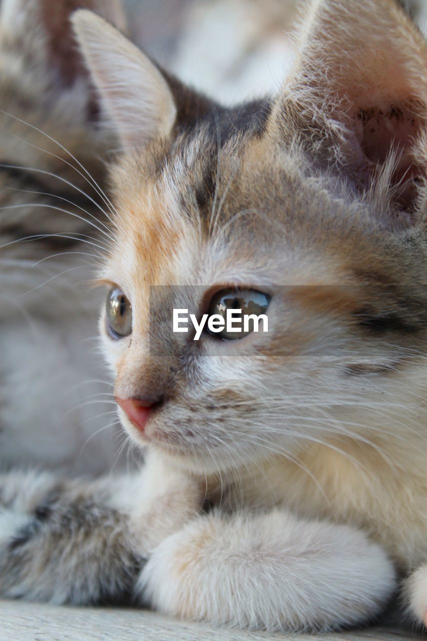 pet, cat, animal, animal themes, mammal, domestic cat, domestic animals, one animal, feline, whiskers, close-up, animal body part, small to medium-sized cats, kitten, felidae, portrait, animal hair, no people, eye, looking, nose, relaxation, cute, looking at camera, animal head, young animal, carnivore, animal eye
