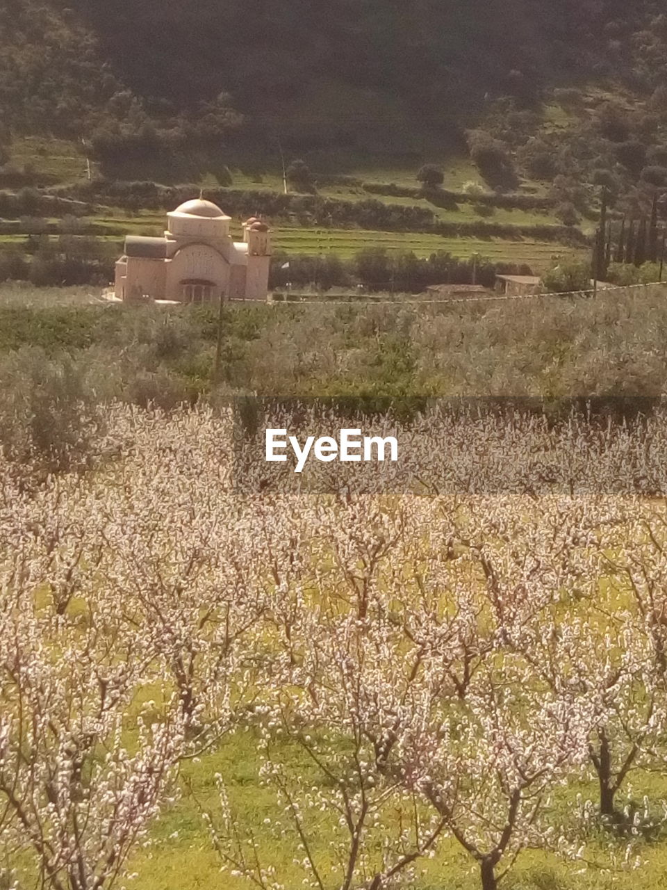 VIEW OF CHERRY BLOSSOM IN FIELD