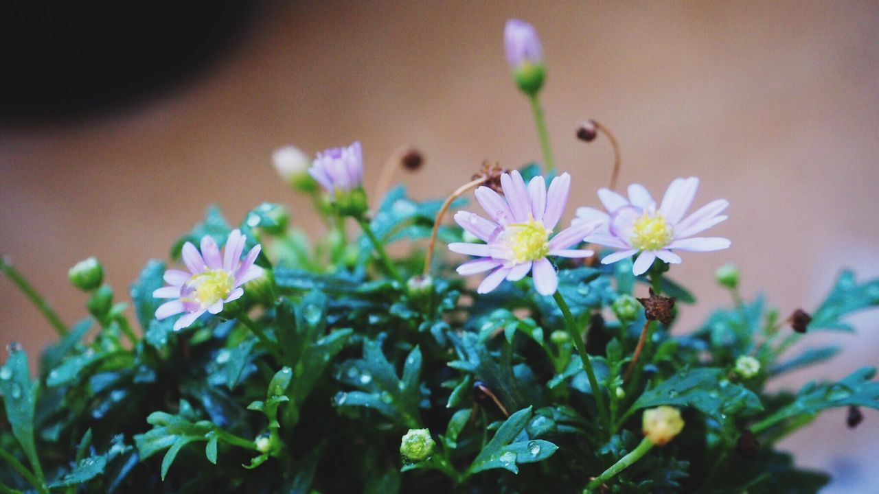 CLOSE-UP OF FLOWER BLOOMING OUTDOORS