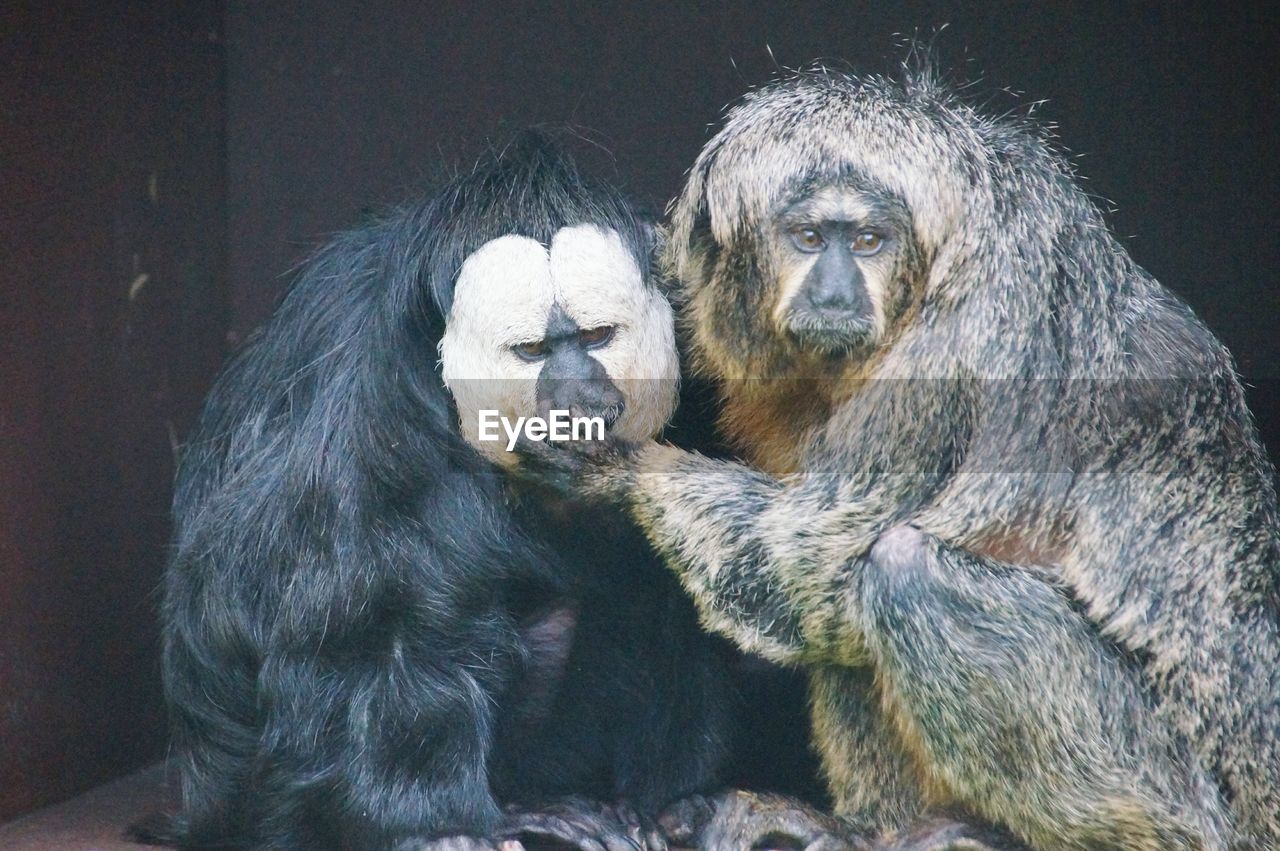 Monkey touching mouth of white faced saki