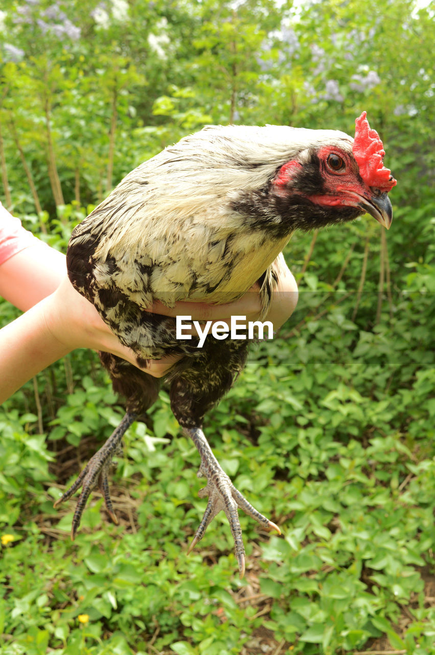 HAND HOLDING BIRD BY PLANT