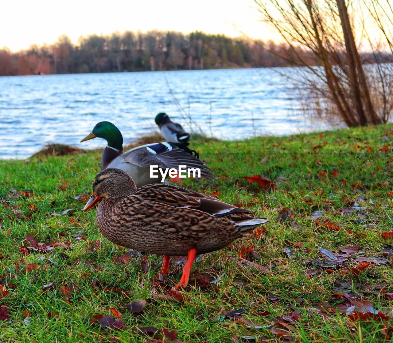 MALLARD DUCKS ON LAKESHORE