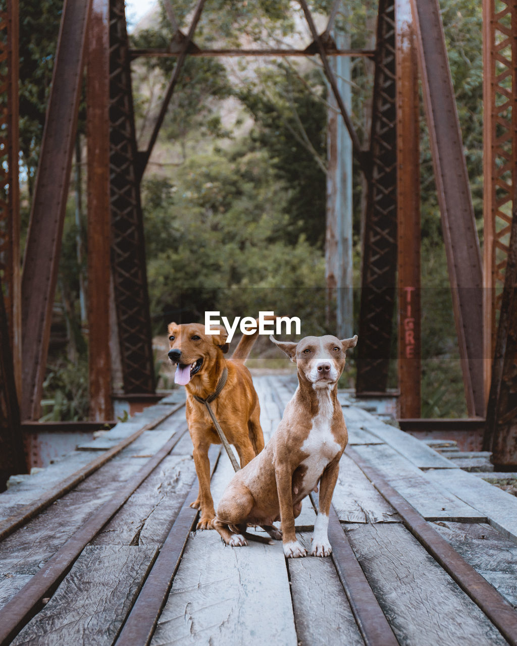 Dogs on footbridge in city