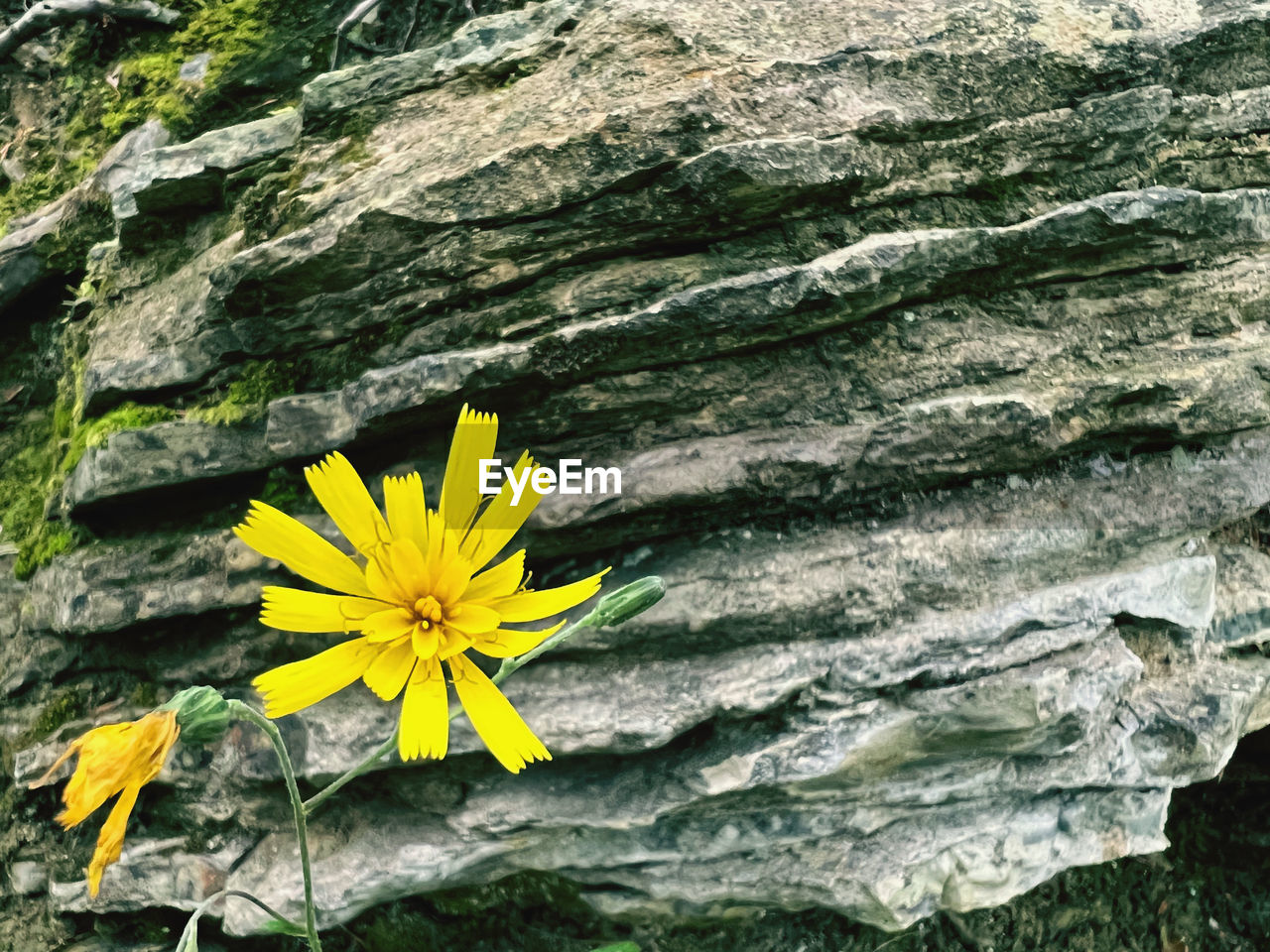 plant, flowering plant, flower, beauty in nature, yellow, growth, nature, freshness, fragility, flower head, inflorescence, petal, leaf, no people, day, close-up, green, outdoors, rock, high angle view, botany