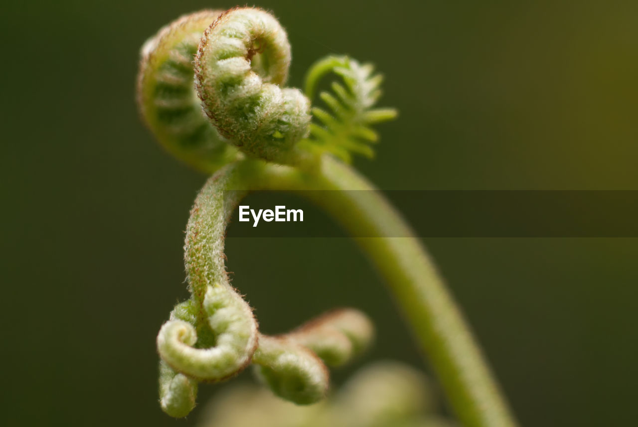 Close-up of plant against blurred background