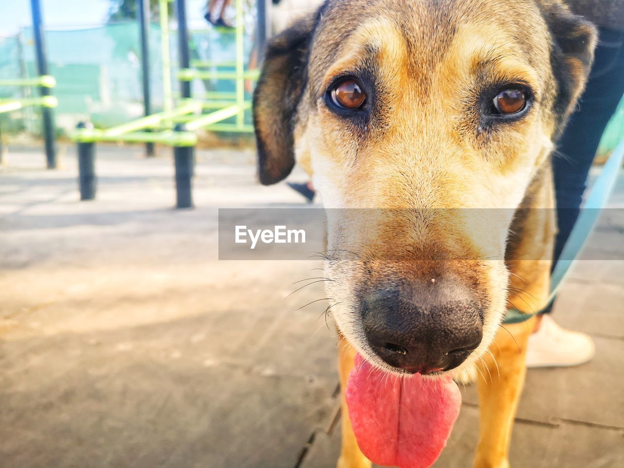 pet, one animal, dog, canine, domestic animals, animal, animal themes, mammal, portrait, looking at camera, day, focus on foreground, close-up, animal body part, no people, sunlight, animal shelter, outdoors, sticking out tongue, puppy, animal head