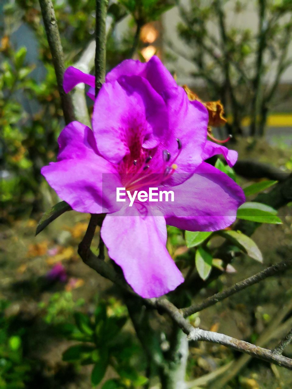 CLOSE-UP OF PINK FLOWER BLOOMING