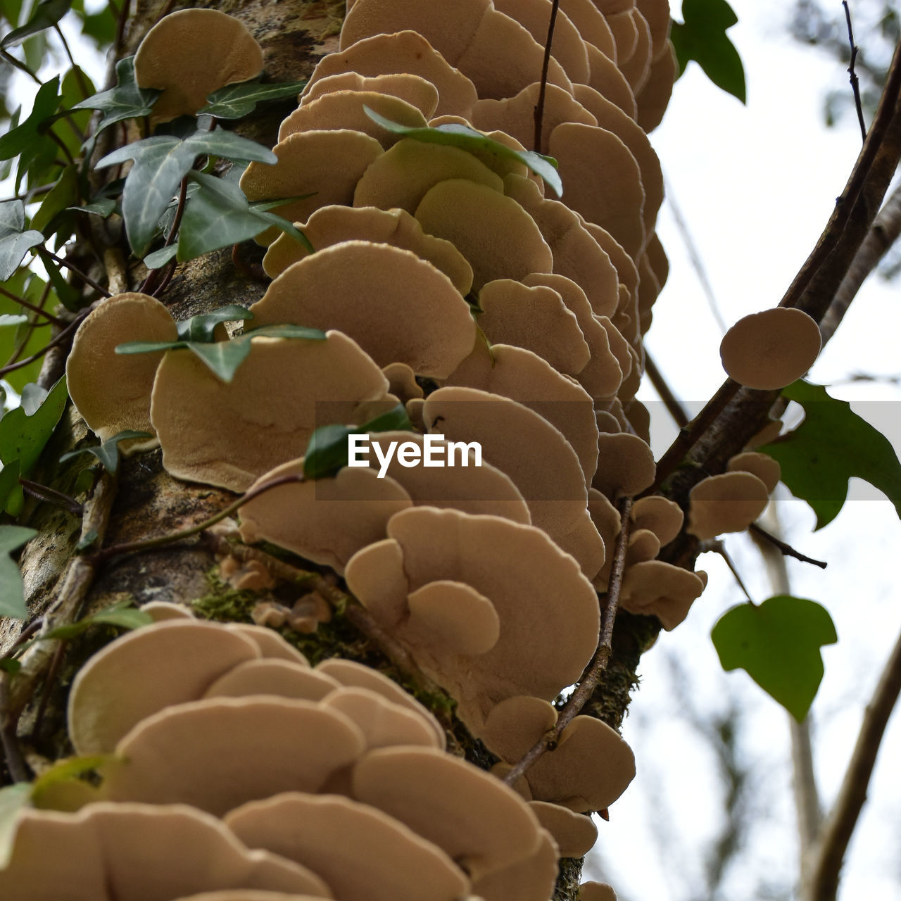 CLOSE-UP OF FRUIT