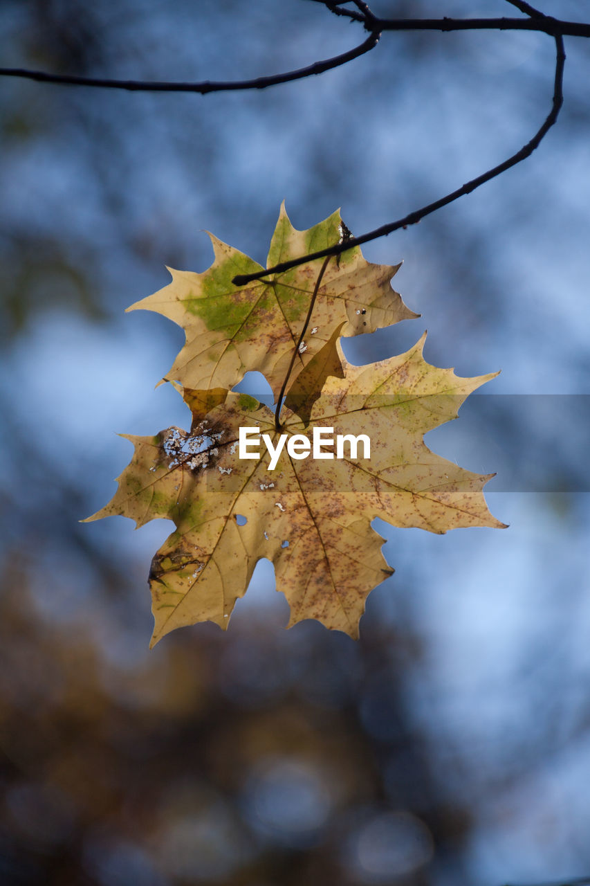 CLOSE-UP OF YELLOW MAPLE LEAVES ON TREE