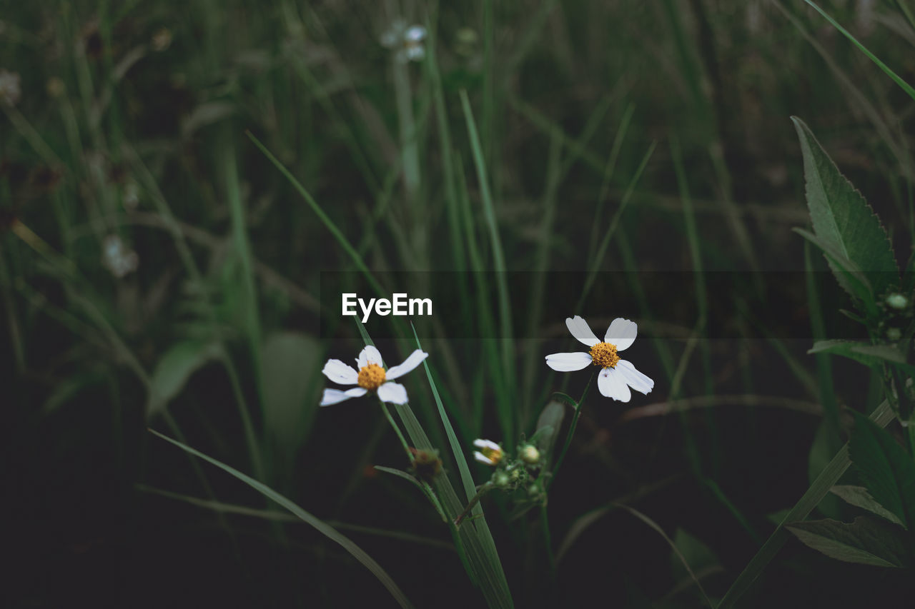 Close-up of white flowering plant on field