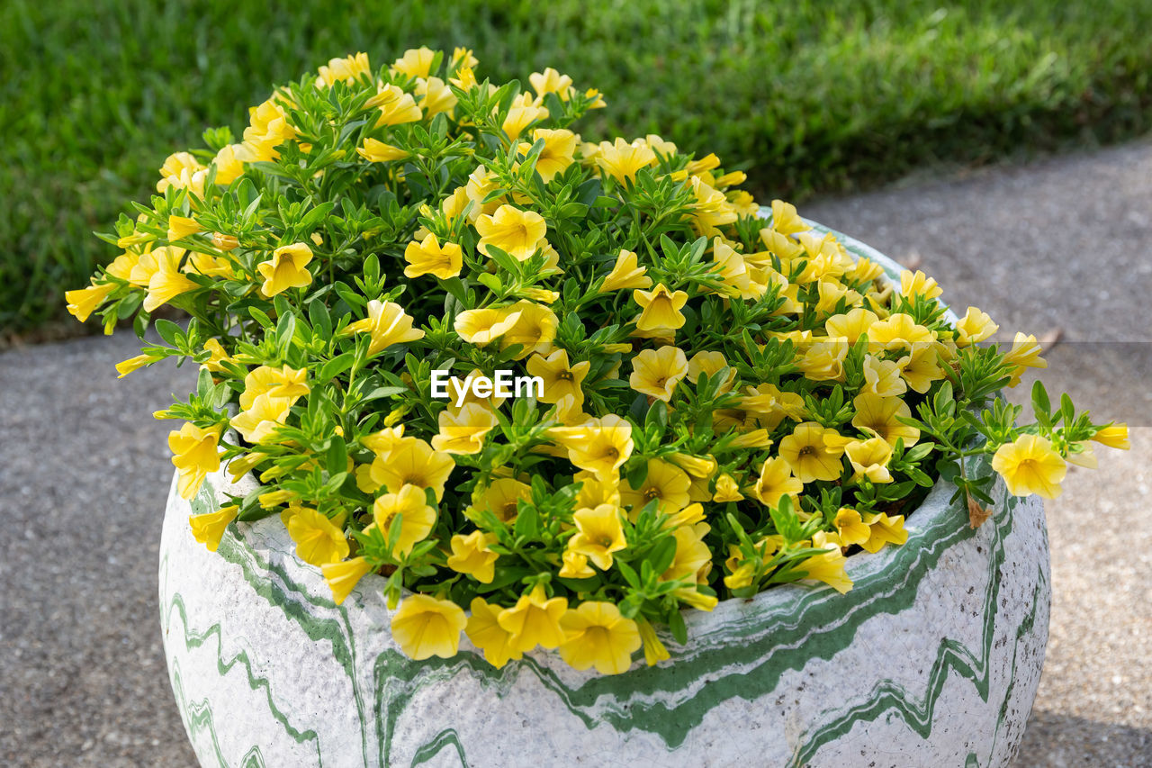 HIGH ANGLE VIEW OF YELLOW FLOWER POT