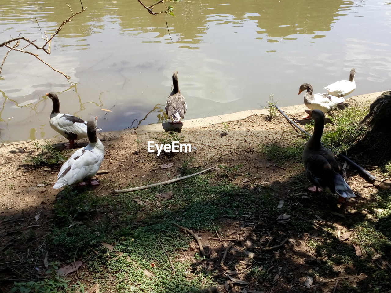 BIRDS SWIMMING ON LAKE