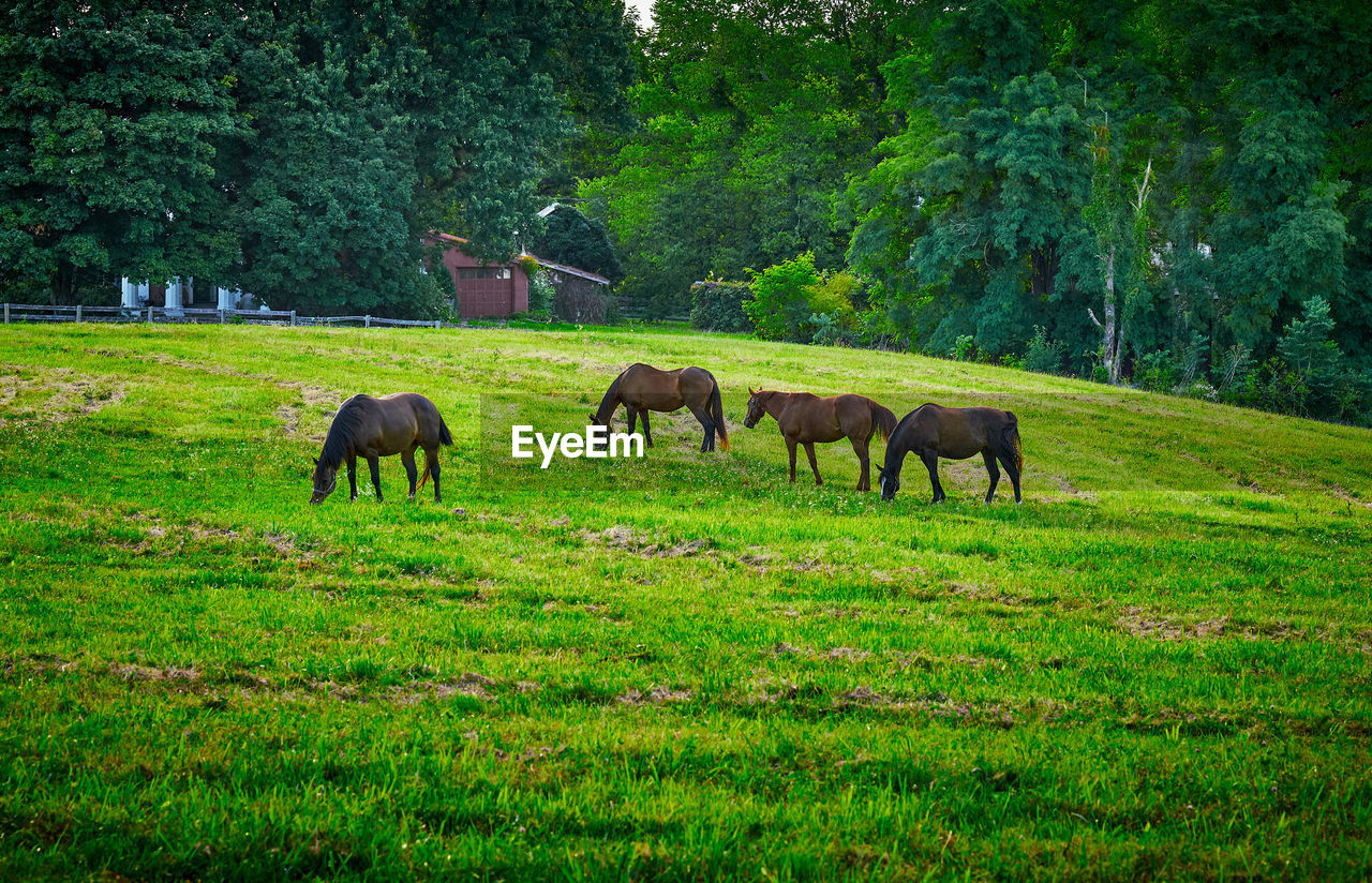 Horses grazing in a field.