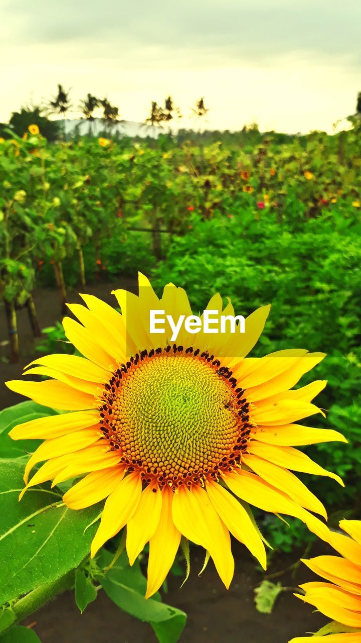 CLOSE-UP OF SUNFLOWER IN BLOOM