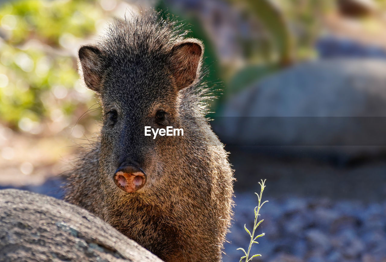 Close-up of pig at farm