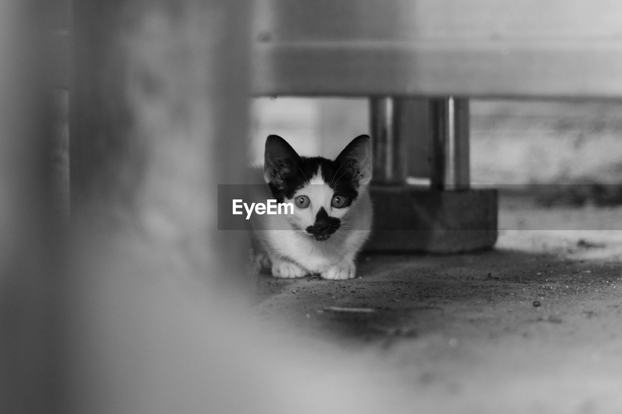 Portrait of cat sitting under metal structure