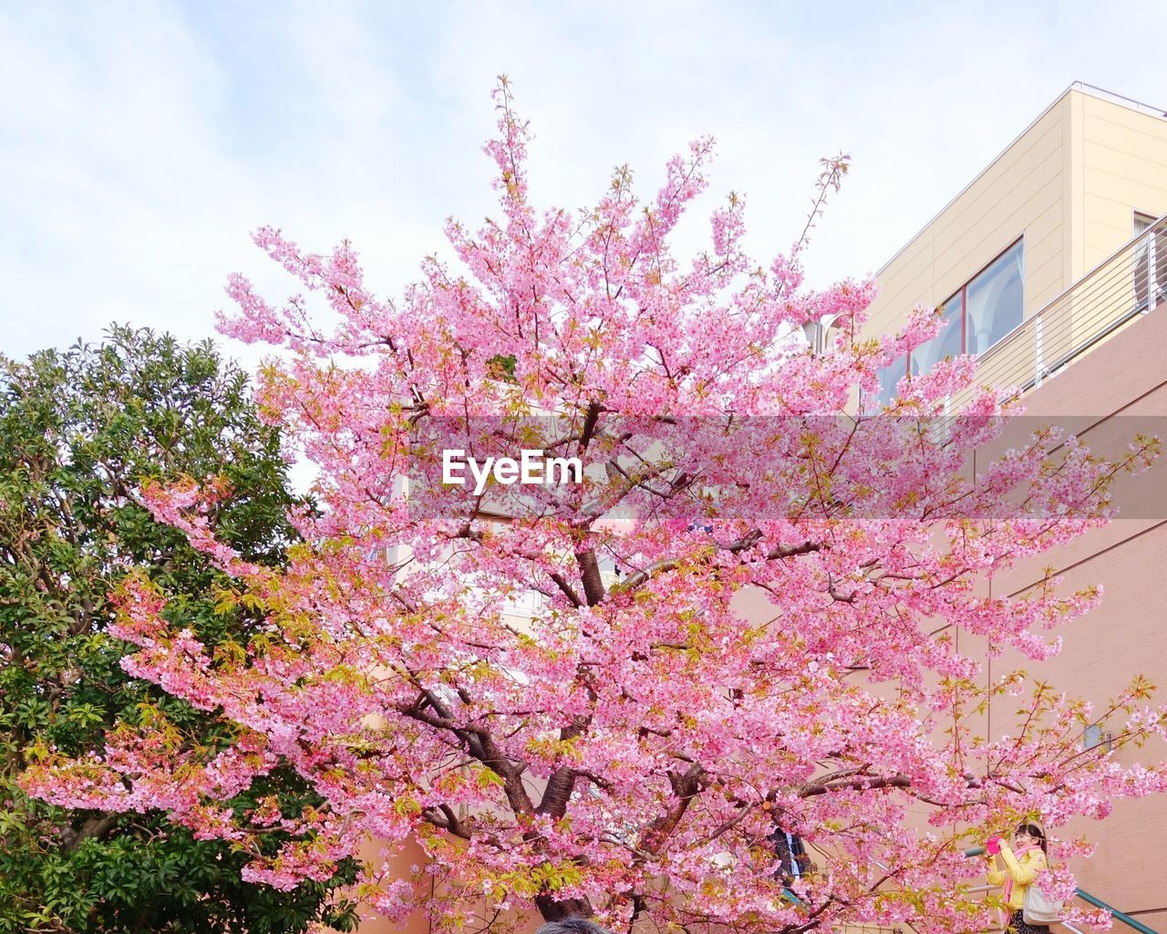 LOW ANGLE VIEW OF PINK FLOWERS ON TREE