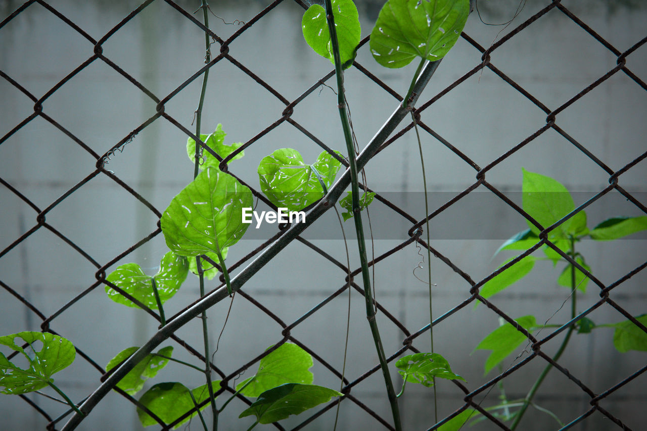 Close-up of chainlink fence against plants