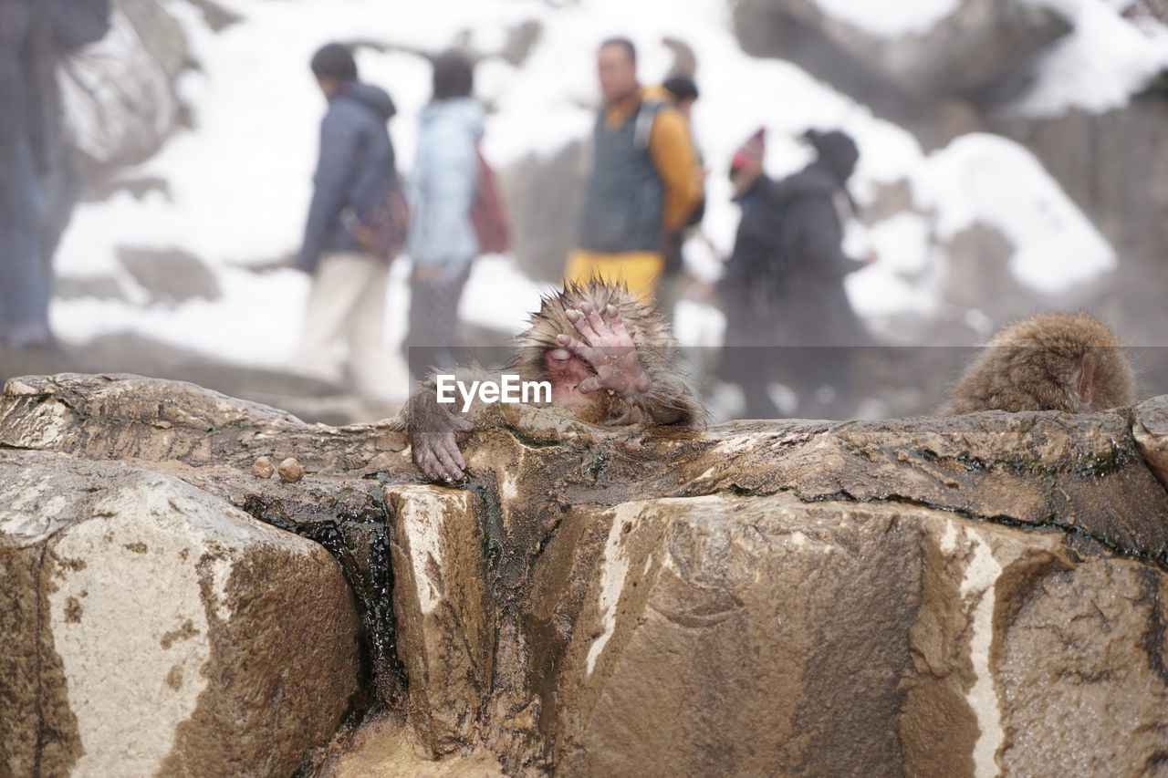 Japanese macaques in hot spring during winter