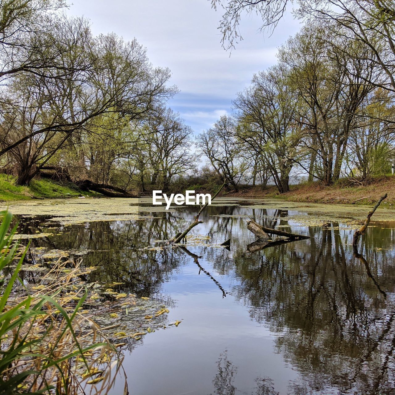 SCENIC VIEW OF LAKE IN FOREST