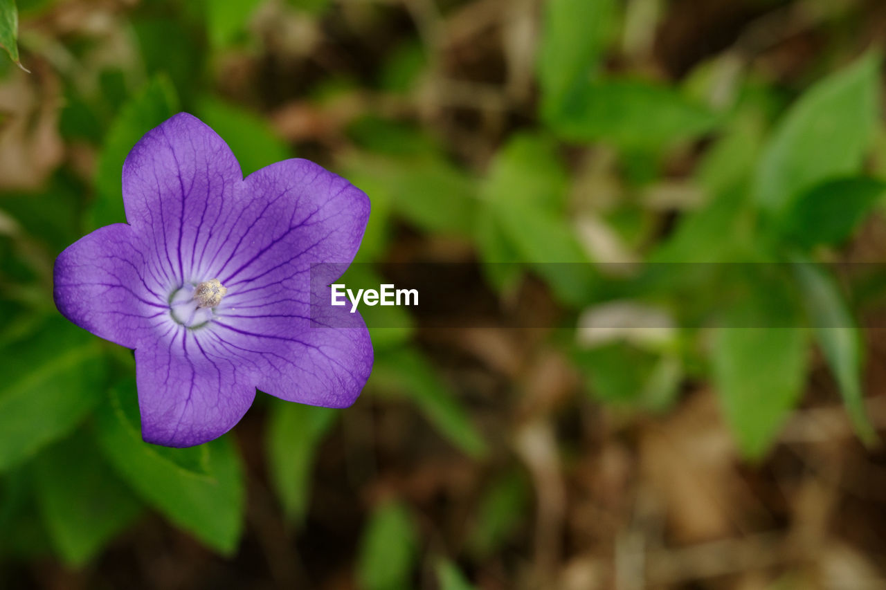 flower, flowering plant, plant, freshness, purple, beauty in nature, close-up, inflorescence, flower head, petal, fragility, nature, growth, botany, no people, focus on foreground, wildflower, macro photography, plant part, outdoors, blossom, leaf, eco tourism