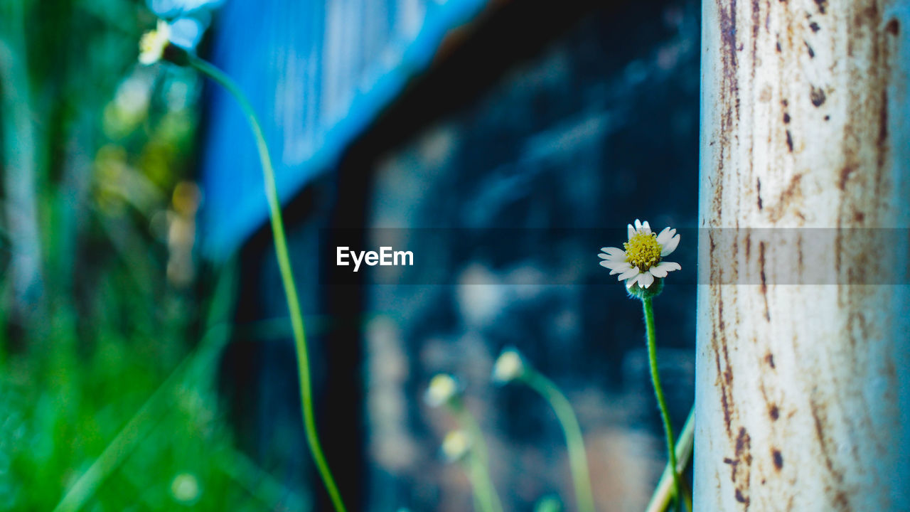 Close-up of flowers against blurred background