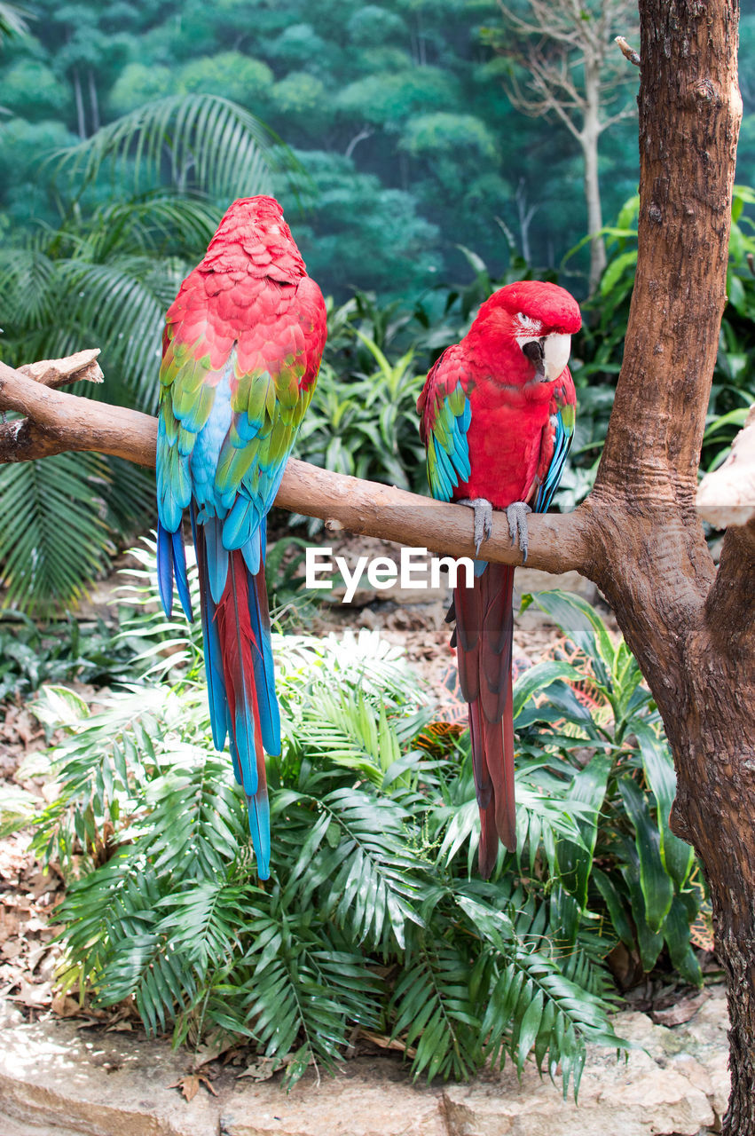 Parrots perching on tree