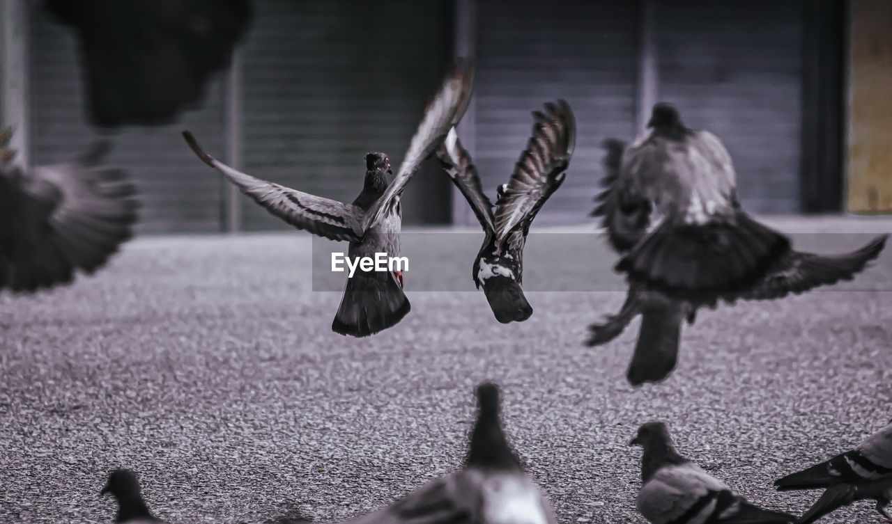 REAR VIEW OF TWO BIRDS FLYING OVER BLURRED BACKGROUND