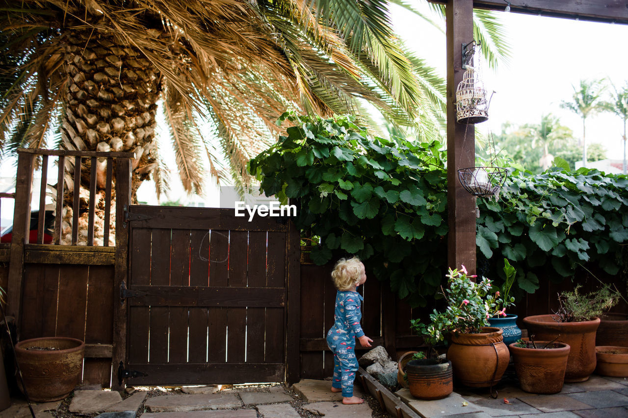 Two year old in pajamas standing in front yard looking at grapevine