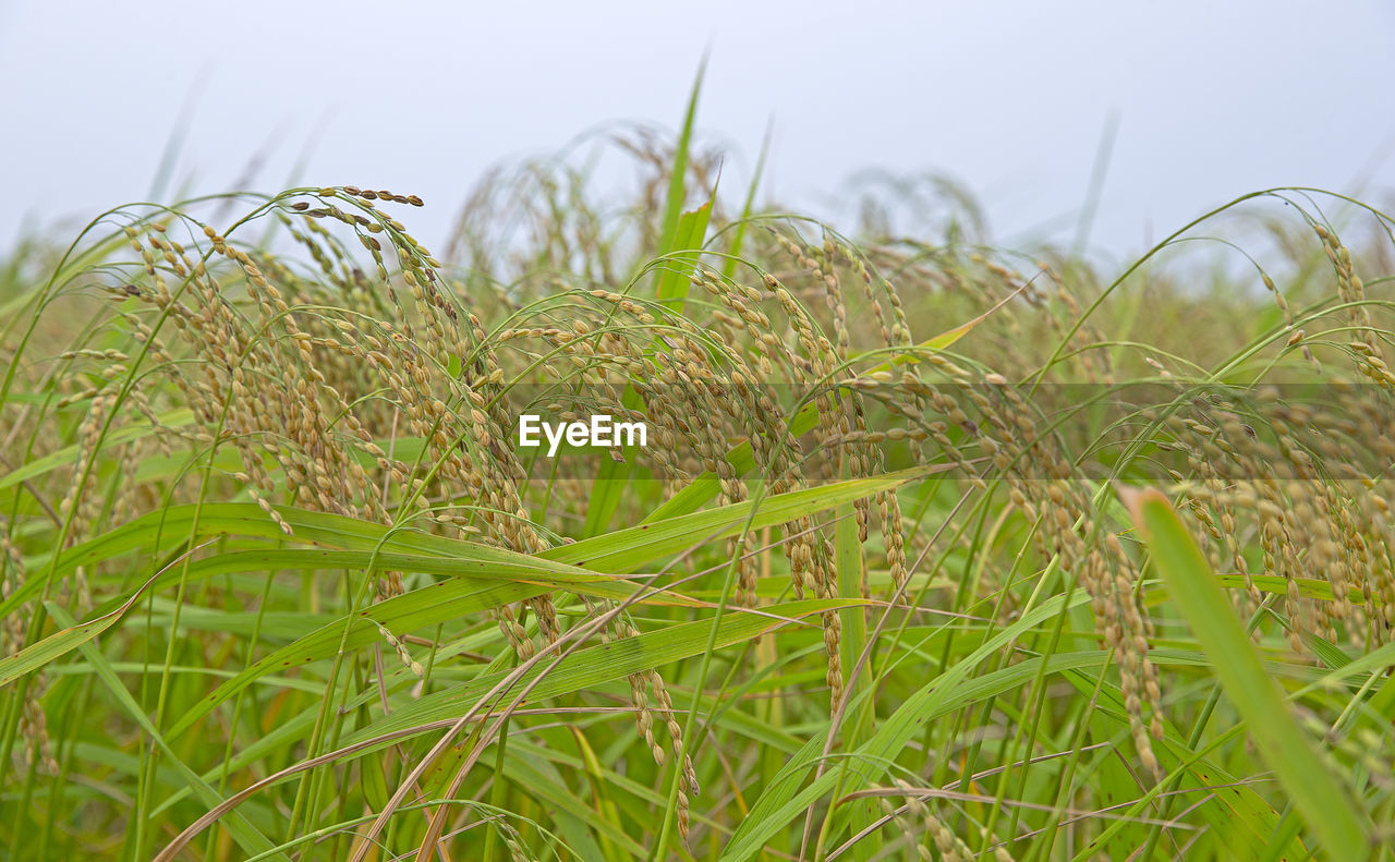 Close-up of crops growing on field against sky