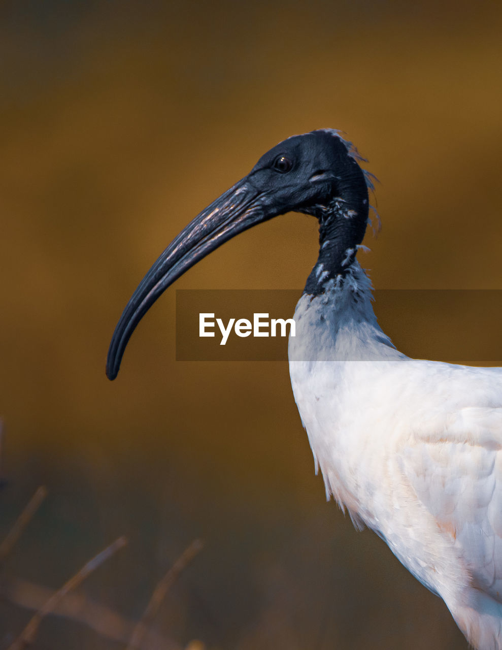 Close-up of a bird against blurred background