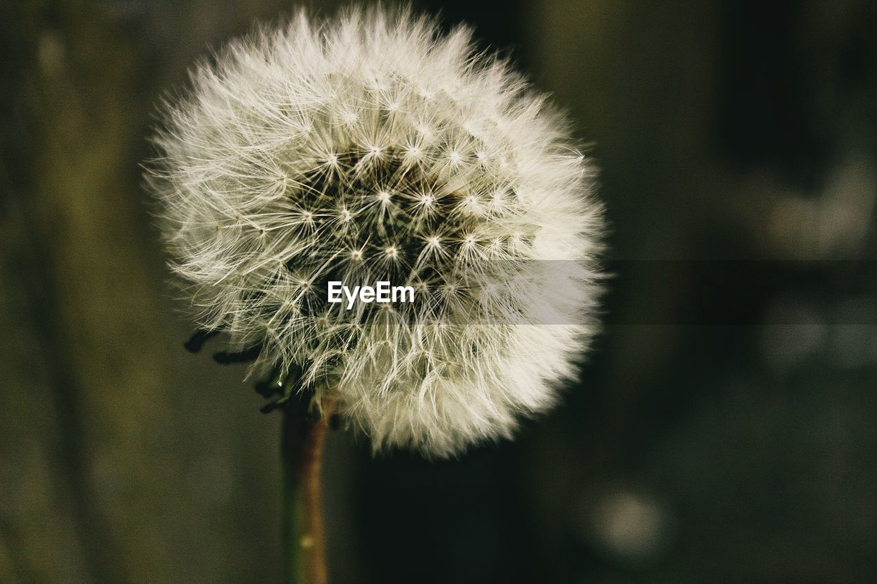 CLOSE-UP OF DANDELION